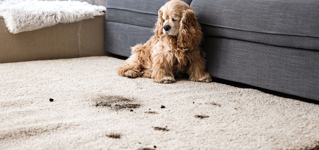 Pet-Urine-Treatment-Austin-Tx