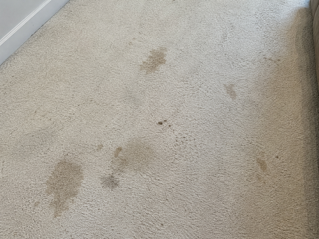 Stained white carpet showing heavy traffic soil and spots before professional carpet cleaning compared with renting a Rug Doctor.