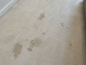 professional-carpet-cleaning-vs-rental-machine Stained white carpet showing heavy traffic soil and spots before professional carpet cleaning compared with renting a Rug Doctor.