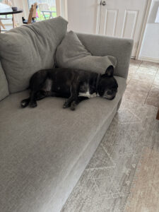 Dog sleeping on a fabric couch, a common source of pet hair and shedding